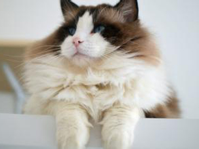 1476253801668270.jpg 布偶猫.jpg